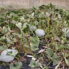 Limited Edition Blue Hubbard Winter Squash New England Heirloom HUGE 15 - 40 lbs! Limited Edition Blue Hubbard Winter Squash New England Heirloom HUGE 15 - 40 lbs!