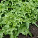 Best-Selling Oak Leaf Lettuce (Oakleaf) GREEN Loose leaf Heirloom No GMO Best-Selling Oak Leaf Lettuce (Oakleaf) GREEN Loose leaf Heirloom No GMO
