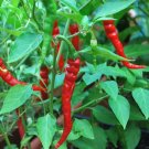Premium Cayenne Long Slim Pepper 50 Seeds Heirloom Red hot chili Premium Cayenne Long Slim Pepper 50 Seeds Heirloom Red hot chili