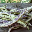 Exclusive Dragon's Tongue 10 Beans Wax Bush Heirloom Large Cream Purple pods Non GMO Exclusive Dragon's Tongue 10 Beans Wax Bush Heirloom Large Cream Purple pods Non GMO