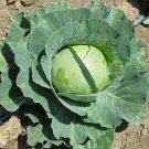 Premium Copenhagen Market Cabbage Early 4-5 lbs grow your own Coleslaw!