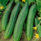 Premium Cucumber Straight Eight seeds Heirloom high yields 8 bulk Premium Cucumber Straight Eight seeds Heirloom high yields 8 bulk