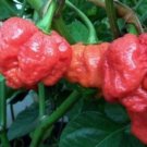 Best-Selling 1000 Seeds Trinidad Moruga Scorpion RED Worlds Hottest! World Record! Wholesale Best-Selling 1000 Seeds Trinidad Moruga Scorpion RED Worlds Hottest! World Record! Wholesale