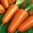 Premium Chantenay Red Core Carrot Seeds seed lots Gold-orange Premium Chantenay Red Core Carrot Seeds seed lots Gold-orange