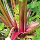 Exclusive Redventure Red Celery! ORGANIC Heirloom Rare Non-GMO Bulk Exclusive Redventure Red Celery! ORGANIC Heirloom Rare Non-GMO Bulk