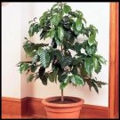 New Arrival Coffee Arabica Tree Beans Air purifying Houseplant decor Easy grow New Arrival Coffee Arabica Tree Beans Air purifying Houseplant decor Easy grow