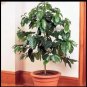 New Arrival Coffee Arabica Tree Beans Air purifying Houseplant decor Easy grow