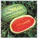 Exclusive 15 Seeds JUBILEE Watermelon Heirloom Red good shipper vegetable Big 30 pounds Exclusive 15 Seeds JUBILEE Watermelon Heirloom Red good shipper vegetable Big 30 pounds