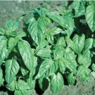 Premium Basil Large Leaf Italian Heirloom Non GMO healthy plant fresh Premium Basil Large Leaf Italian Heirloom Non GMO healthy plant fresh