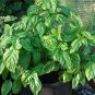 Premium Basil Large Leaf Italian Heirloom Non GMO healthy plant fresh