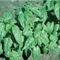 Premium Basil Large Leaf Italian Heirloom Non GMO healthy plant fresh