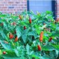 Limited Edition Tabasco Hot Pepper Make your own Sauce! Colorful plant!