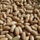 Limited Edition Arikara Yellow Bush Beans 10 seeds tolerates drought dry baking 85 days Heirloom