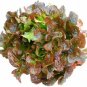 Top-Quality Oak Leaf RED Lettuce (Oakleaf) Seeds Loose Leaf Bulk Crisp