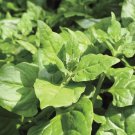 Limited Edition New Zealand Spinach Tetragonia Bulk Drought & Heat tolerant OP Limited Edition New Zealand Spinach Tetragonia Bulk Drought & Heat tolerant OP