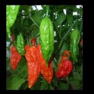 New Arrival 1 Kilogram Red Ghost pepper Bhut Jolokia Powder chili hot spice 2.2 Lbs Wings New Arrival 1 Kilogram Red Ghost pepper Bhut Jolokia Powder chili hot spice 2.2 Lbs Wings