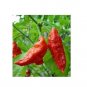 New Arrival 1 Kilogram Red Ghost pepper Bhut Jolokia Powder chili hot spice 2.2 Lbs Wings
