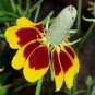 Premium Mexican Hat Ratibida Columnaris Columnifera Native Wildflower