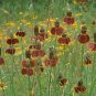 Premium Mexican Hat Ratibida Columnaris Columnifera Native Wildflower