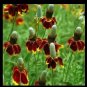 Premium Mexican Hat Ratibida Columnaris Columnifera Native Wildflower