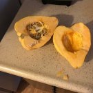 New Arrival 10 fresh Seeds Thelma Sanders Acorn Winter Squash Heirloom Rare