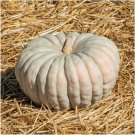 Premium Jarrahdale Blue Pumpkin 10 Seeds Heirloom Queensland Decorative Great for Baking