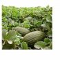 Exclusive PIEL DE SAPO MELON SEED Santa claus Toadskin melon EXTREMELY SWEET RARE HEIRLOOM