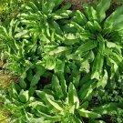 Top-Quality Comfrey Tea Concentrate Fertilizer Rich Macro/Micronutrients Cal Mag Compost Top-Quality Comfrey Tea Concentrate Fertilizer Rich Macro/Micronutrients Cal Mag Compost