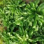 Top-Quality Comfrey Tea Concentrate Fertilizer Rich Macro/Micronutrients Cal Mag Compost