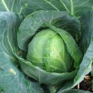 Exclusive Golden Acre Cabbage Heirloom Healthy Green tender Leaves Bulk Exclusive Golden Acre Cabbage Heirloom Healthy Green tender Leaves Bulk