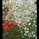 Top-Quality Baby's Breath Flower White Gypsophila Elegans easy boquets Top-Quality Baby's Breath Flower White Gypsophila Elegans easy boquets