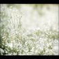 Top-Quality Baby's Breath Flower White Gypsophila Elegans easy boquets