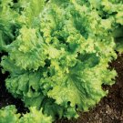 New Arrival Lettuce Grand Rapids Waldmann Green Loose Leaf Early! 28 days New Arrival Lettuce Grand Rapids Waldmann Green Loose Leaf Early! 28 days