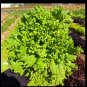 New Arrival Lettuce Grand Rapids Waldmann Green Loose Leaf Early! 28 days