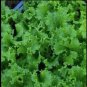 New Arrival Lettuce Grand Rapids Waldmann Green Loose Leaf Early! 28 days