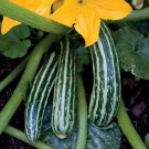 Best-Selling Cocozelle Summer Squash 20 Seeds Zucchini Fast Growing plant 45 day harvest! Best-Selling Cocozelle Summer Squash 20 Seeds Zucchini Fast Growing plant 45 day harvest!