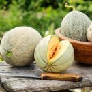Top-Quality Honey Rock Canteloupe 25 Seeds Sugar Rock compact melon tough rind 80 days! Top-Quality Honey Rock Canteloupe 25 Seeds Sugar Rock compact melon tough rind 80 days!