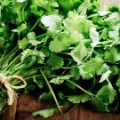 Top-Quality Coriander CILANTRO Seeds Microgreens Heirloom Chinese Parsley Bulk Salad Herbs Top-Quality Coriander CILANTRO Seeds Microgreens Heirloom Chinese Parsley Bulk Salad Herbs