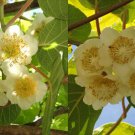 New Arrival Kiwi Fruit Chinese Gooseberry Actinidia chinensis Green Vine New Arrival Kiwi Fruit Chinese Gooseberry Actinidia chinensis Green Vine