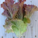 Limited Edition Ruby Red Loose leaf Lettuce Heirloom crispy Beautiful Rare