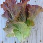Limited Edition Ruby Red Loose leaf Lettuce Heirloom crispy Beautiful Rare