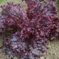 Limited Edition Ruby Red Loose leaf Lettuce Heirloom crispy Beautiful Rare