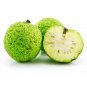 Top-Quality Osage Orange Hedge Apple Tree maclura pomifera monkey balls