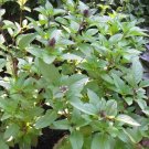 Exclusive Cinnamon Basil Fresh Heirloom culinary scent Herb plant Spicy