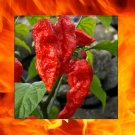 Best-Selling 1000 Red Bhut Jolokia Seeds Ghost Pepper HOT Chilli 900K-1M+ SHUS Bulk Wholesale Best-Selling 1000 Red Bhut Jolokia Seeds Ghost Pepper HOT Chilli 900K-1M+ SHUS Bulk Wholesale