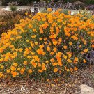 Limited Edition Poppy California Orange Wildflower wild drought tolerant native