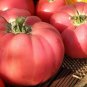 New Arrival 30 Seeds Brandywine Pink Tomato Heirloom Large Slicing Potato Leaved