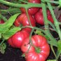 New Arrival 30 Seeds Brandywine Pink Tomato Heirloom Large Slicing Potato Leaved