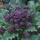 Exclusive Broccoli Purple Sprouting Cold Hardy! Bulk Non-Gmo Rare Fun!