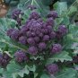 Exclusive Broccoli Purple Sprouting Cold Hardy! Bulk Non-Gmo Rare Fun!